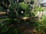 Oriental Garden | Tropic Greenery Landscaping